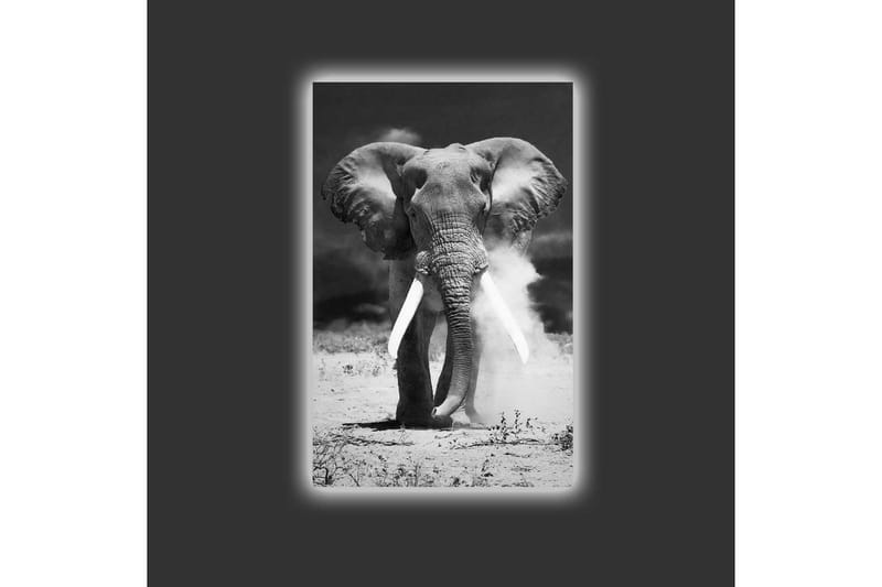 Canvastavla med LED-belysning - Storslagen elefant i svartvitt - Svart / Vitt - Inredning - Tavlor & konst - Canvastavlor