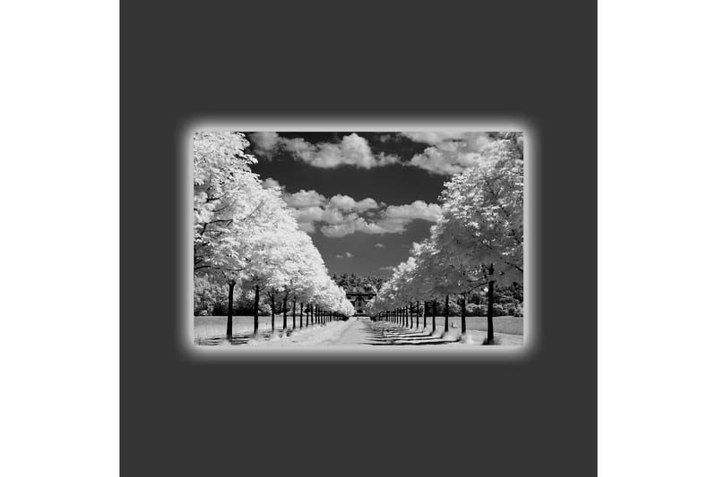 Canvastavla med LED-belysning - Svartvit landskapsbild med trädallé och hus i bakgrunden - Svart / Vitt / Grått - Inredning - Tavlor & konst - Canvastavlor