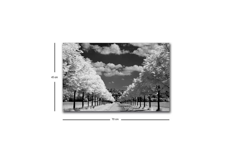Canvastavla med LED-belysning - Svartvit landskapsbild med trädallé och hus i bakgrunden - Svart / Vitt / Grått - Inredning - Tavlor & konst - Canvastavlor