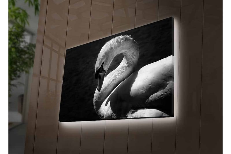 Canvastavla med LED-belysning - Svartvit svan i elegant pose - Svart / Vit - Inredning - Tavlor & konst - Canvastavlor
