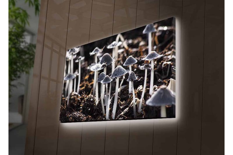 Canvastavla med LED-belysning - Svartvita svampar i en naturlig miljö - Svart / Vit / Grå - Inredning - Tavlor & konst - Canvastavlor