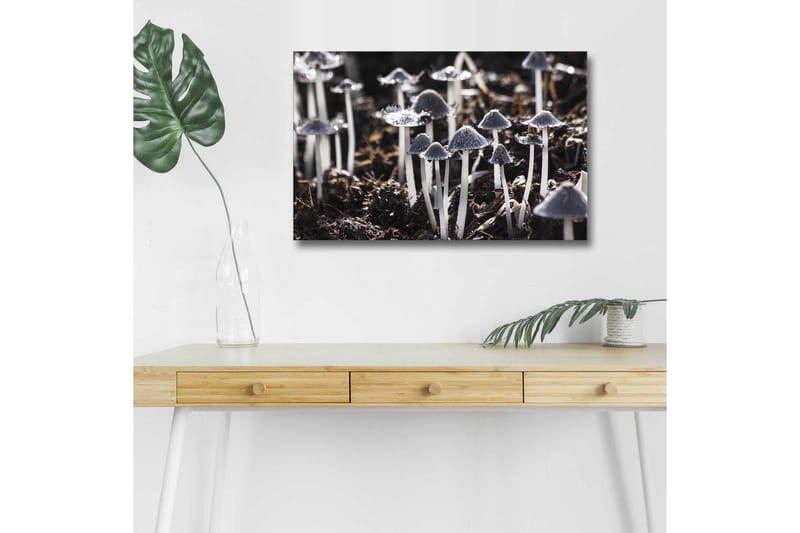 Canvastavla med LED-belysning - Svartvita svampar i en naturlig miljö, Svart / Vit / Grå