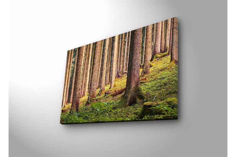 Canvastavla med LED-belysning - Tyst skog med höga träd och frodig grönska - Grön / Brun / Beige - Inredning - Tavlor & konst - Canvastavlor