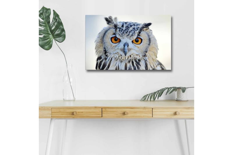 Canvastavla med LED-belysning - Uggla med intensiva ögon och detaljerad fjäderdräkt, Grå / Orange / Vit