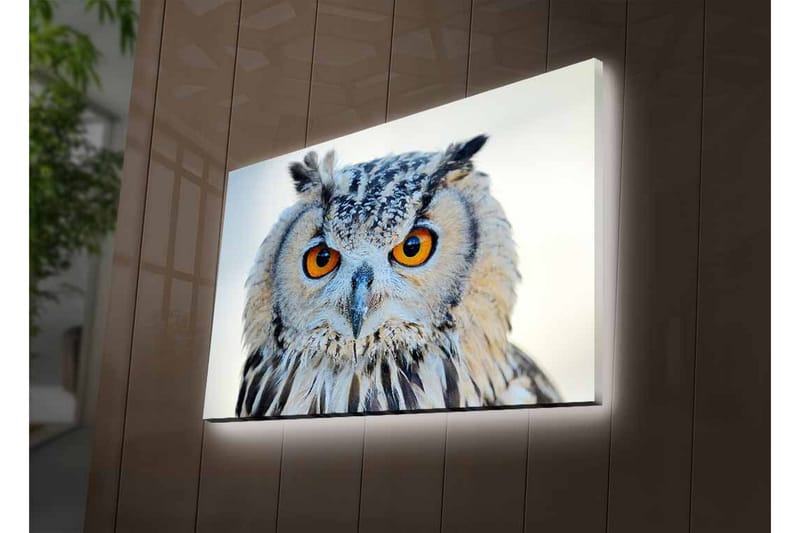 Canvastavla med LED-belysning - Uggla med intensiva ögon och detaljerad fjäderdräkt - Grå / Orange / Vit - Inredning - Tavlor & konst - Canvastavlor