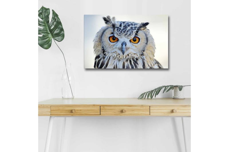Canvastavla med LED-belysning - Uggla med intensiva ögon och detaljerad fjäderdräkt, Grå / Orange / Vit