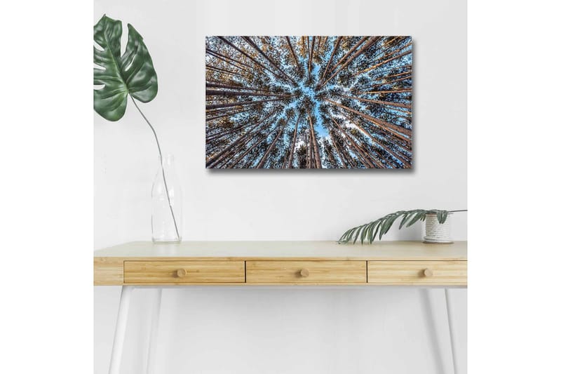 Canvastavla med LED-belysning - Utsikt uppåt genom trädtoppar i en skog - Blå / Brun / Grön - Inredning - Tavlor & konst - Canvastavlor