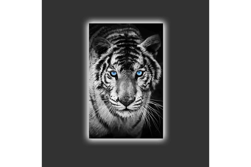 Canvastavla med LED-belysning - Porträtt av en vit tiger med blå ögon - Svart / Vit / Blå - Inredning - Tavlor & konst - Canvastavlor