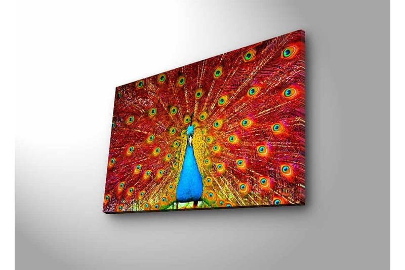 Canvastavla med LED-belysning - Praktfull påfågel med utspridda fjädrar i livfulla färger - Röd / Blå / Grön - Inredning - Tavlor & konst - Canvastavlor