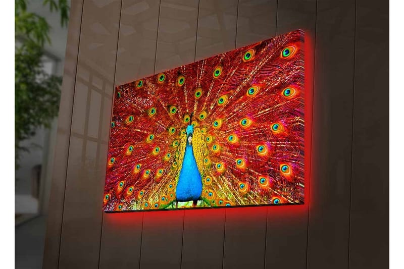Canvastavla med LED-belysning - Praktfull påfågel med utspridda fjädrar i livfulla färger - Röd / Blå / Grön - Inredning - Tavlor & konst - Canvastavlor