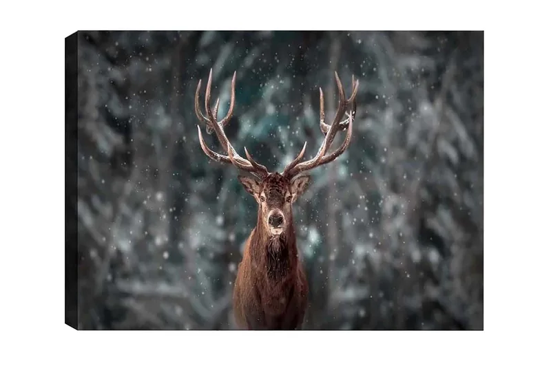 Canvastavla - Ståtlig älg med imponerande horn i snöig skogsmiljö, Brun / Grå / Vit