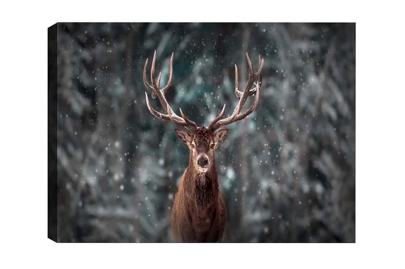 Canvastavla - Ståtlig älg med imponerande horn i snöig skogsmiljö, Brun / Grå / Vit