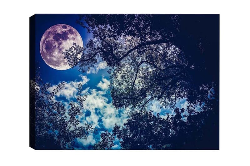 Canvastavla - Storslagen måne som lyser över en natthimmel med trädtoppar i silhuett, Mörkblå / Ljusblå / Vit