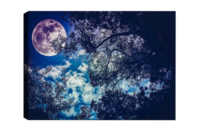 Canvastavla - Storslagen måne som lyser över en natthimmel med trädtoppar i silhuett, Mörkblå / Ljusblå / Vit