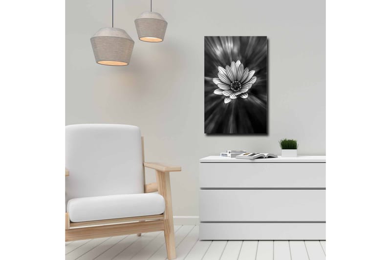 Canvastavla - Svartvit blomma med strålar av ljus som skapar en dramatisk effekt - Svart / Vit / Grå - Inredning - Tavlor & konst - Canvastavlor