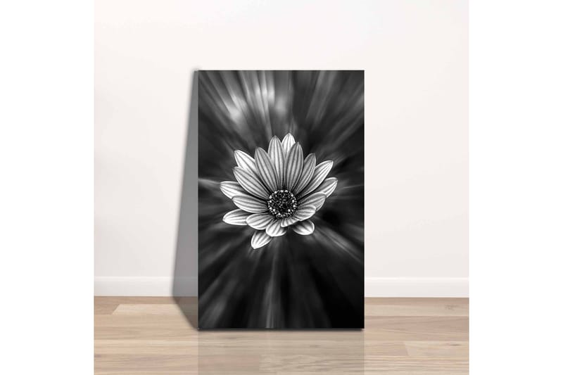 Canvastavla - Svartvit blomma med strålar av ljus som skapar en dramatisk effekt - Svart / Vit / Grå - Inredning - Tavlor & konst - Canvastavlor