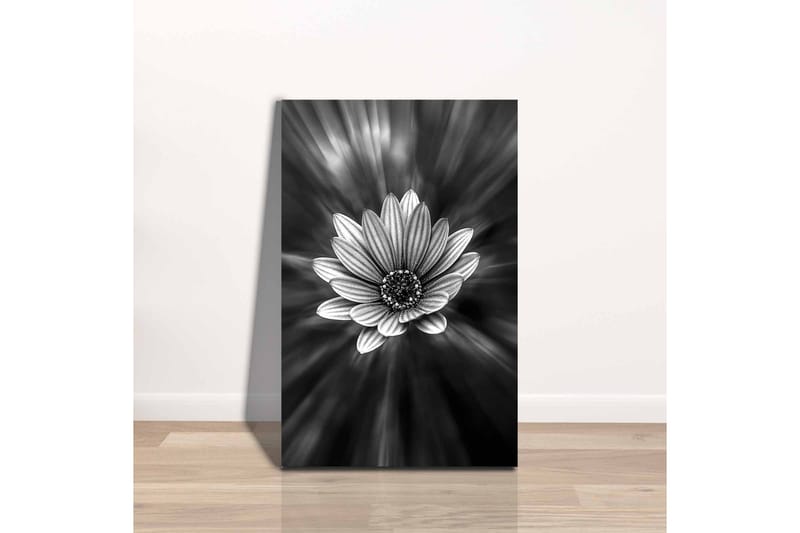 Canvastavla - Svartvit blomma med strålar av ljus som skapar en dramatisk effekt - Svart / Vit / Grå - Inredning - Tavlor & konst - Canvastavlor