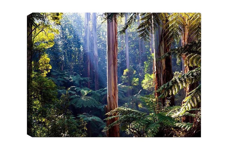 Canvastavla - Tyst skog med höga eukalyptusträd och frodig vegetation - Grön / Brun / Gul - Inredning - Tavlor & konst - Canvastavlor