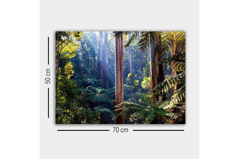 Canvastavla - Tyst skog med höga eukalyptusträd och frodig vegetation - Grön / Brun / Gul - Inredning - Tavlor & konst - Canvastavlor