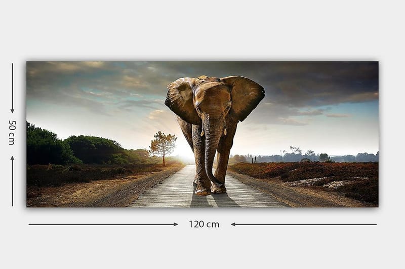 Canvastavla YTY Animals Flerfärgad - 120x50 cm - Inredning - Tavlor & konst - Canvastavlor