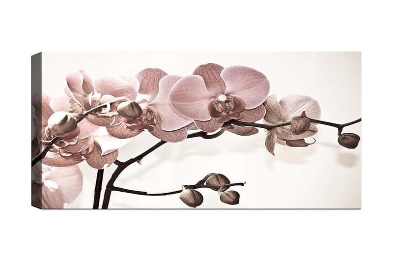 Canvastavla YTY Floral & Botanical Flerfärgad - 120x50 cm - Inredning - Tavlor & konst - Canvastavlor