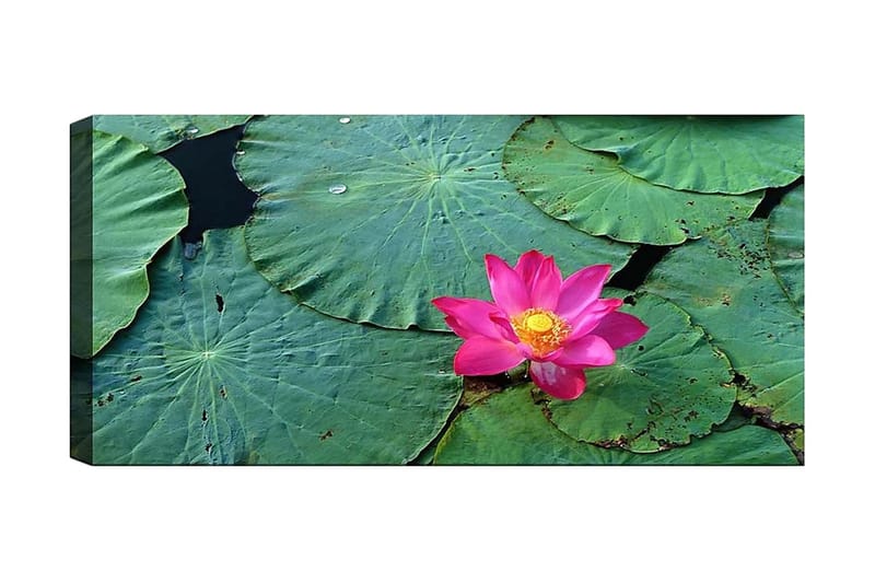 Canvastavla YTY Floral & Botanical Flerfärgad - 120x50 cm - Inredning - Tavlor & konst - Canvastavlor