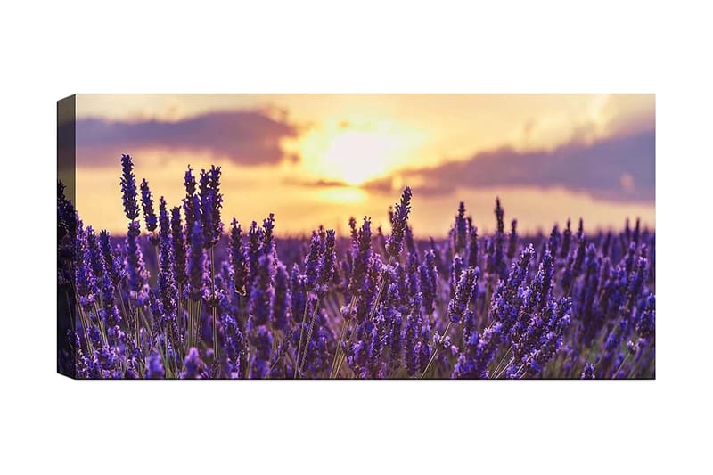 Canvastavla YTY Floral & Botanical Flerfärgad, 120x50 cm