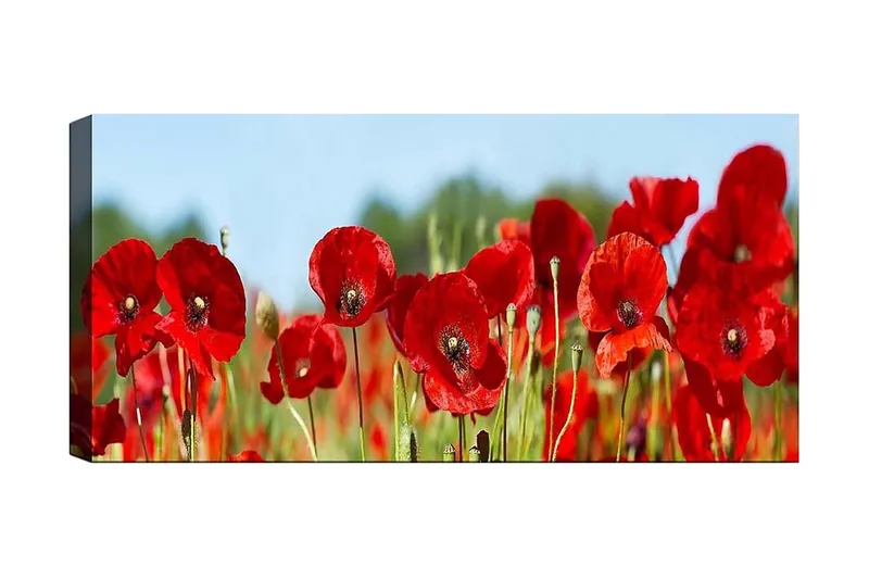 Canvastavla YTY Floral & Botanical Flerfärgad, 120x50 cm