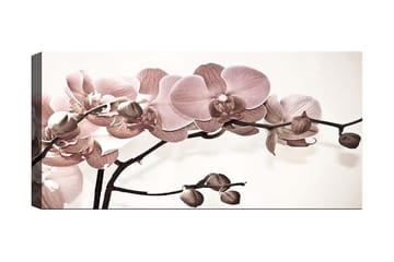Canvastavla YTY Floral & Botanical Flerfärgad - 120x50 cm - Inredning - Tavlor & konst - Canvastavlor