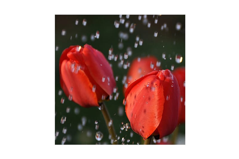 Dekorativ Canvasmålning, Flerfärgad