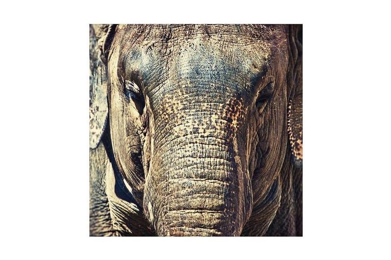 Dekorativ Canvasmålning, Flerfärgad