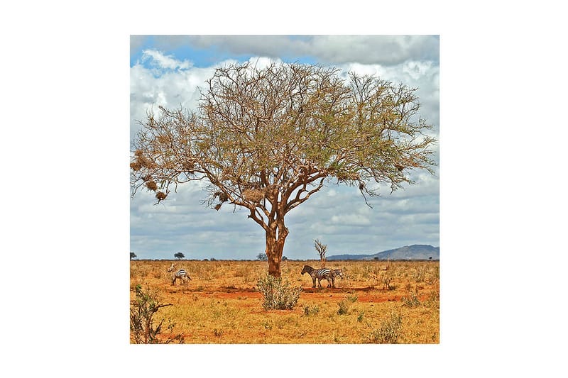 Dekorativ Canvasmålning, Flerfärgad