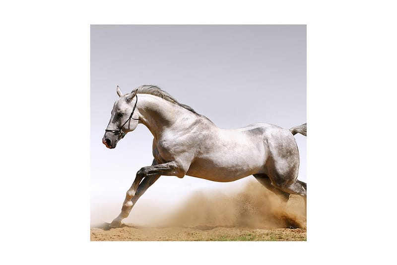 Dekorativ Canvasmålning, Flerfärgad