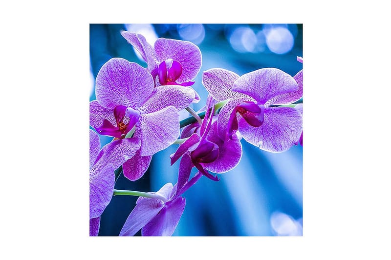 Dekorativ Canvasmålning, Flerfärgad