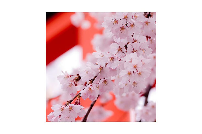 Dekorativ Canvasmålning, Flerfärgad