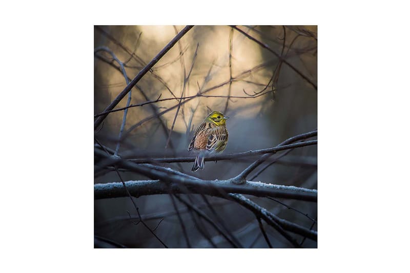 Dekorativ Canvasmålning, Flerfärgad