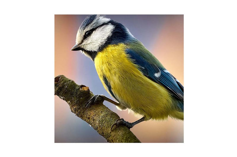 Dekorativ Canvasmålning, Flerfärgad