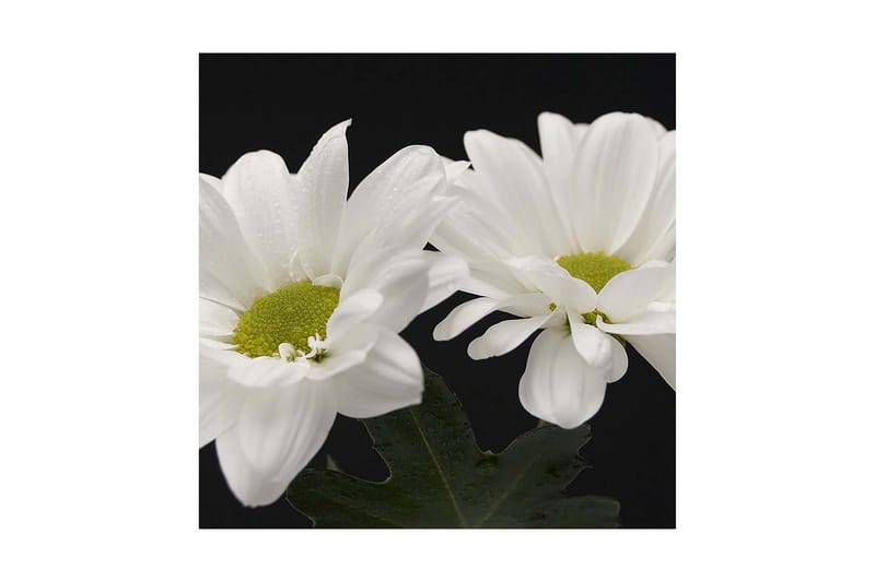 Dekorativ Canvasmålning, Flerfärgad