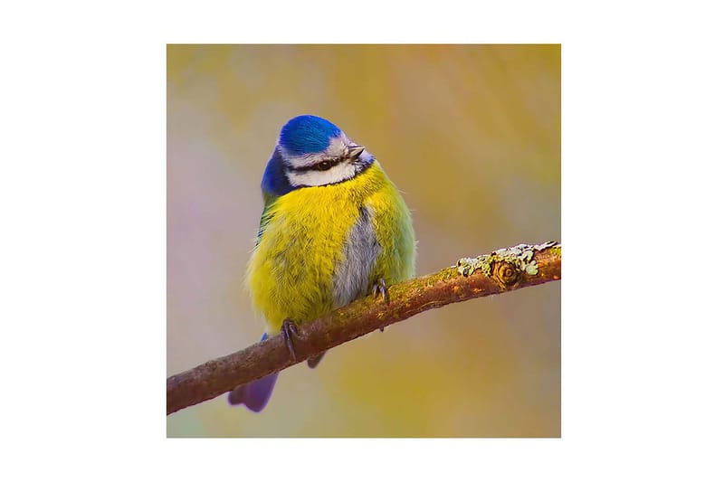 Dekorativ Canvasmålning, Flerfärgad