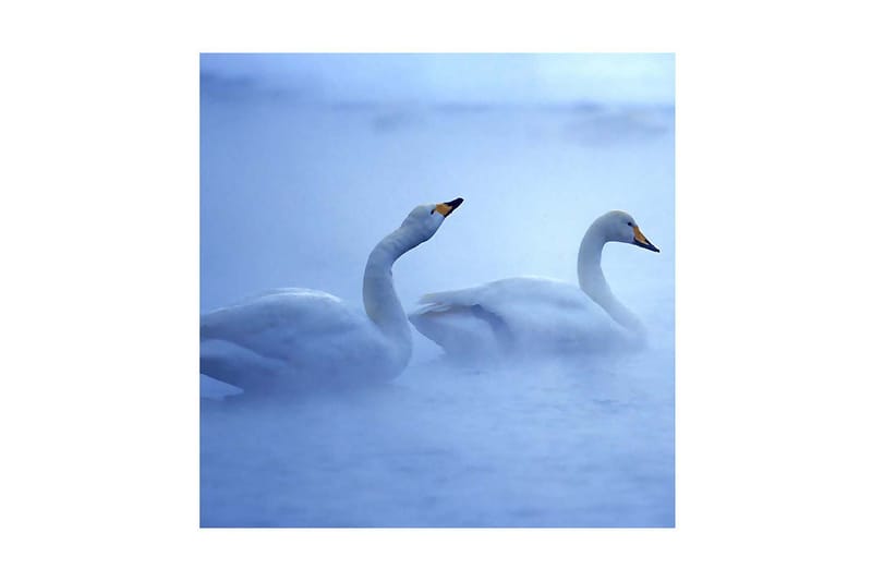 Dekorativ Canvasmålning, Flerfärgad