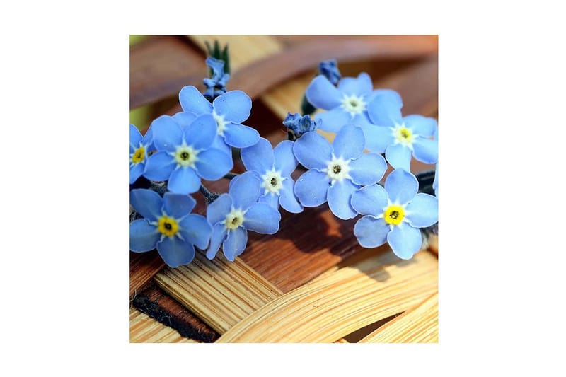 Dekorativ Canvasmålning, Flerfärgad