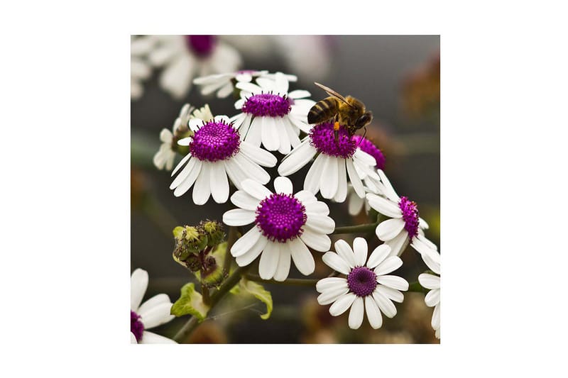 Dekorativ Canvasmålning, Flerfärgad