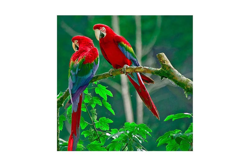 Dekorativ Canvasmålning, Flerfärgad