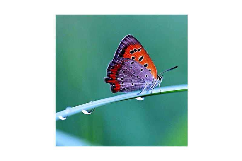 Dekorativ Canvasmålning, Flerfärgad