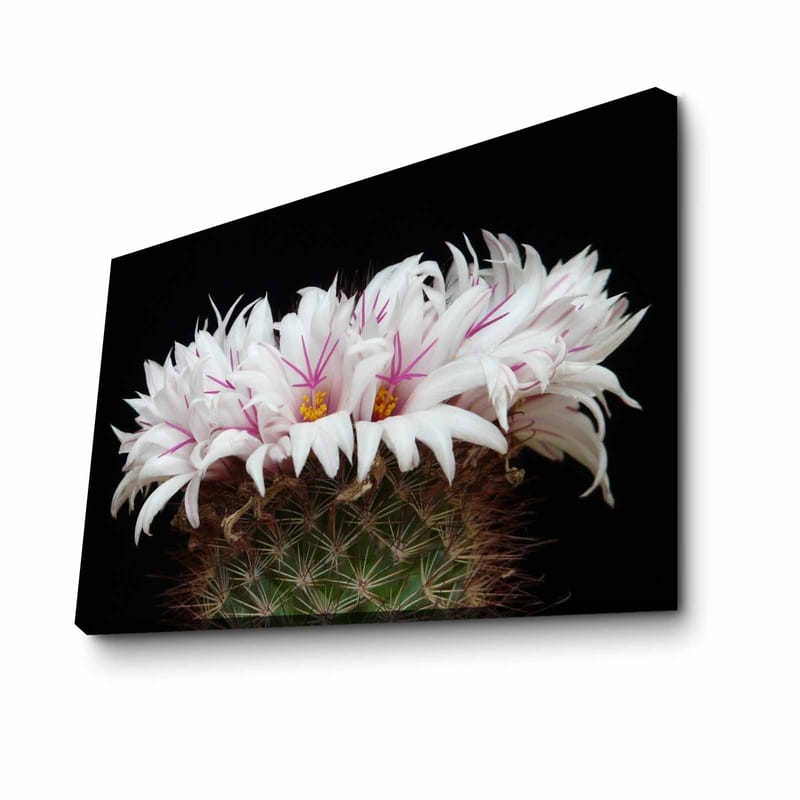 Dekorativ Canvastavla 45x70 cm - Flerfärgad - Inredning - Tavlor & konst - Canvastavlor