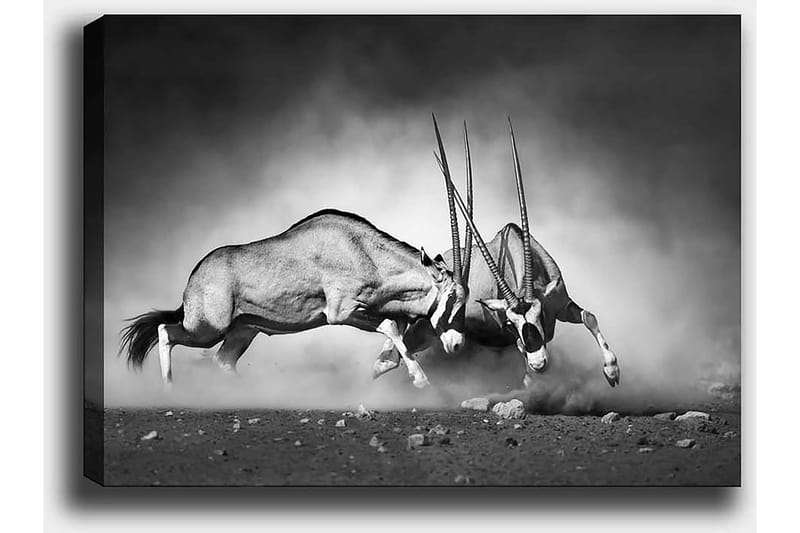 Dekorativ Canvastavla 50x70 cm - Flerfärgad - Inredning - Tavlor & konst - Canvastavlor