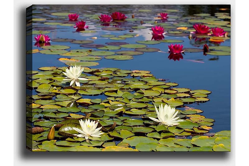 Dekorativ Canvastavla 50x70 cm - Flerfärgad - Inredning - Tavlor & konst - Canvastavlor