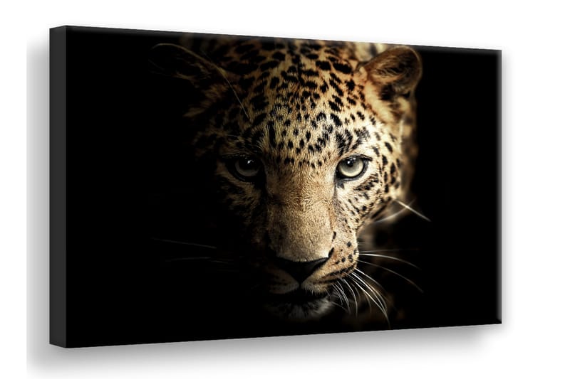 Leopard Digitalprintad Tavla Canvas - 75x100cm - Canvastavlor