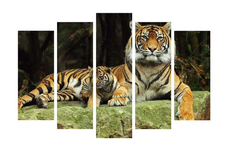 Stor Canvastavla i 5 delar 105x70 cm - Stolt tiger med unge som vilar på en sten - Orange / Svart / Beige - Inredning - Tavlor & konst - Canvastavlor