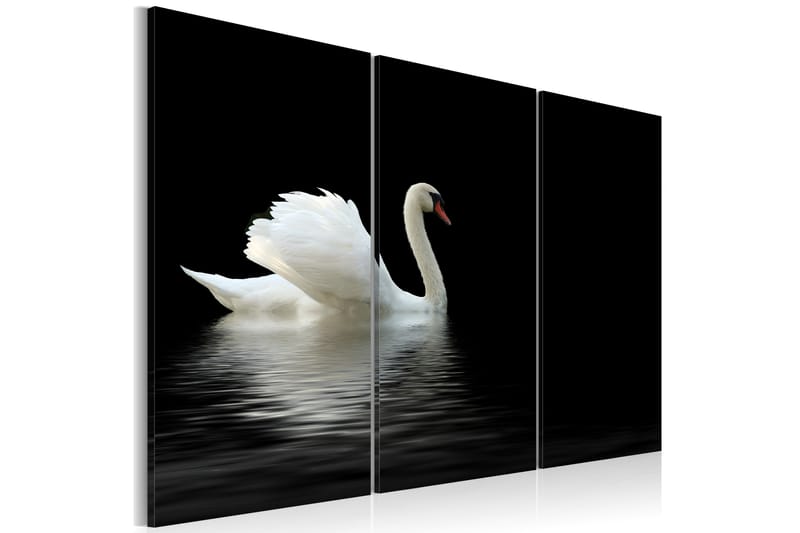 Tavla A Lonely White Swan 60x40